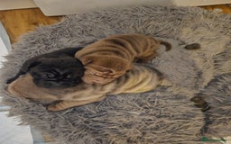 Shar Pei dogs for sale: 3 Shar Pei boys - Image 6