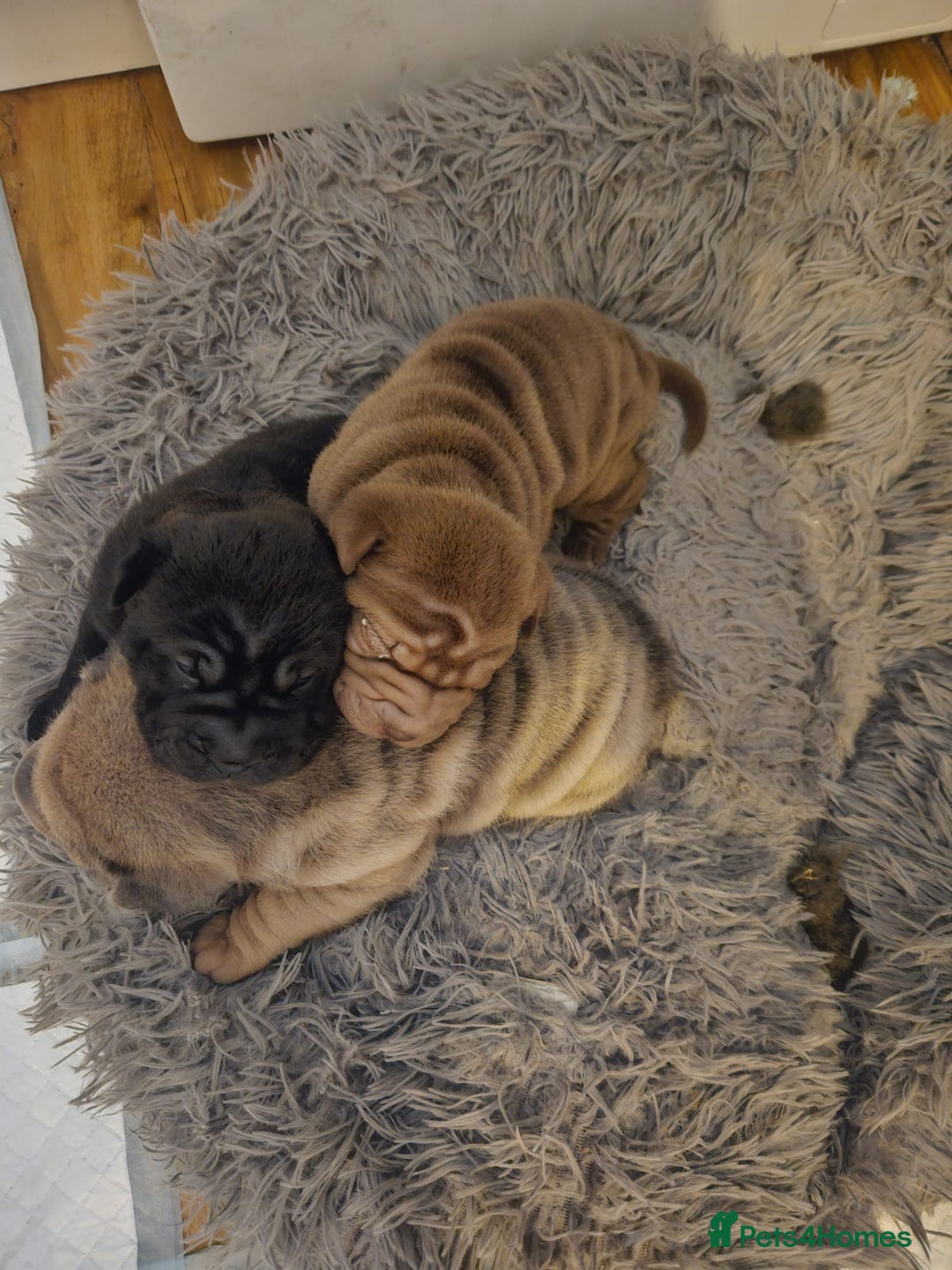 Shar Pei dogs for sale: 3 Shar Pei boys - Image 6