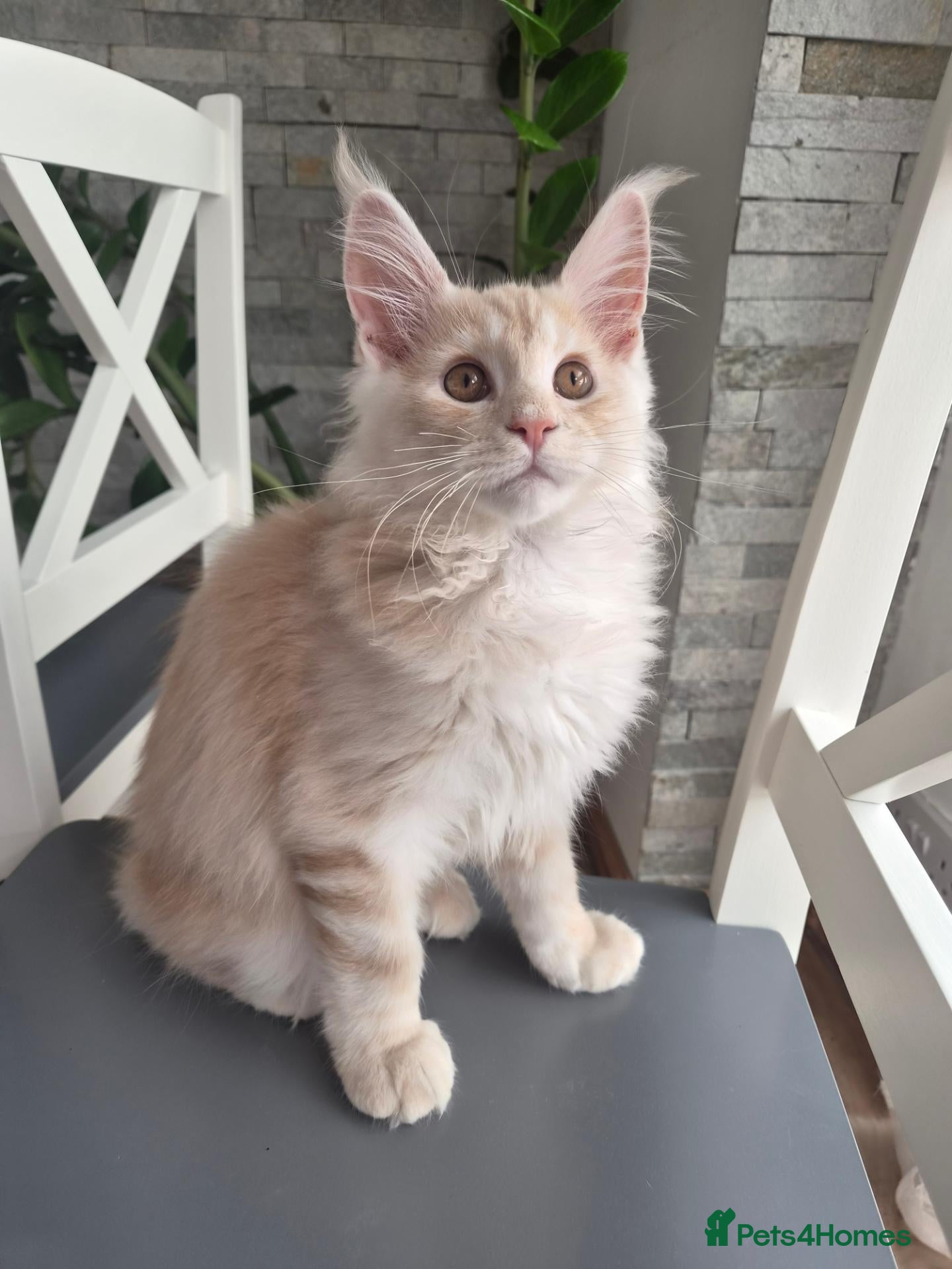 Maine Coon cats Maine coon kitten for sale - Advert 2
