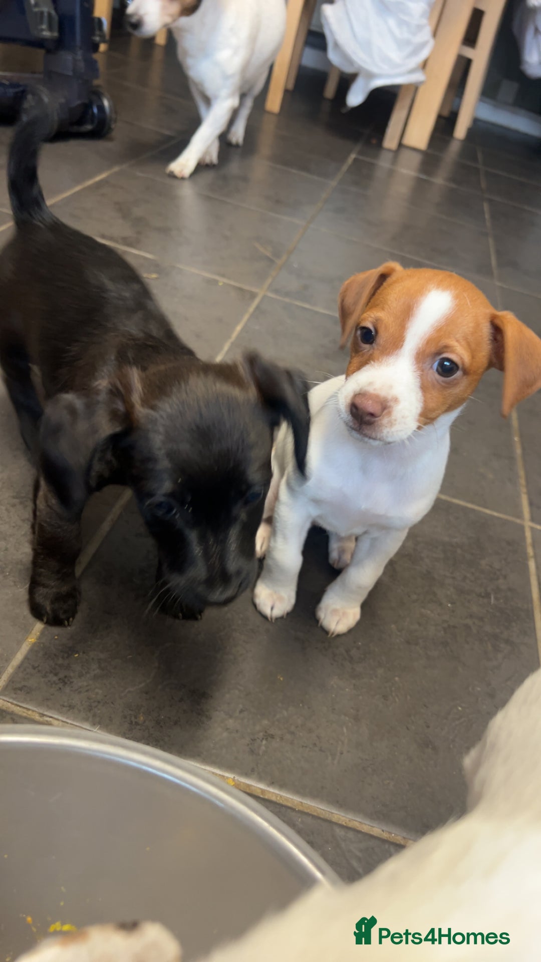 Mixed Breed dogs for sale: Jack Russell dachshund poodle mix - Image 3