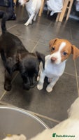 Mixed Breed dogs - Advert 5
