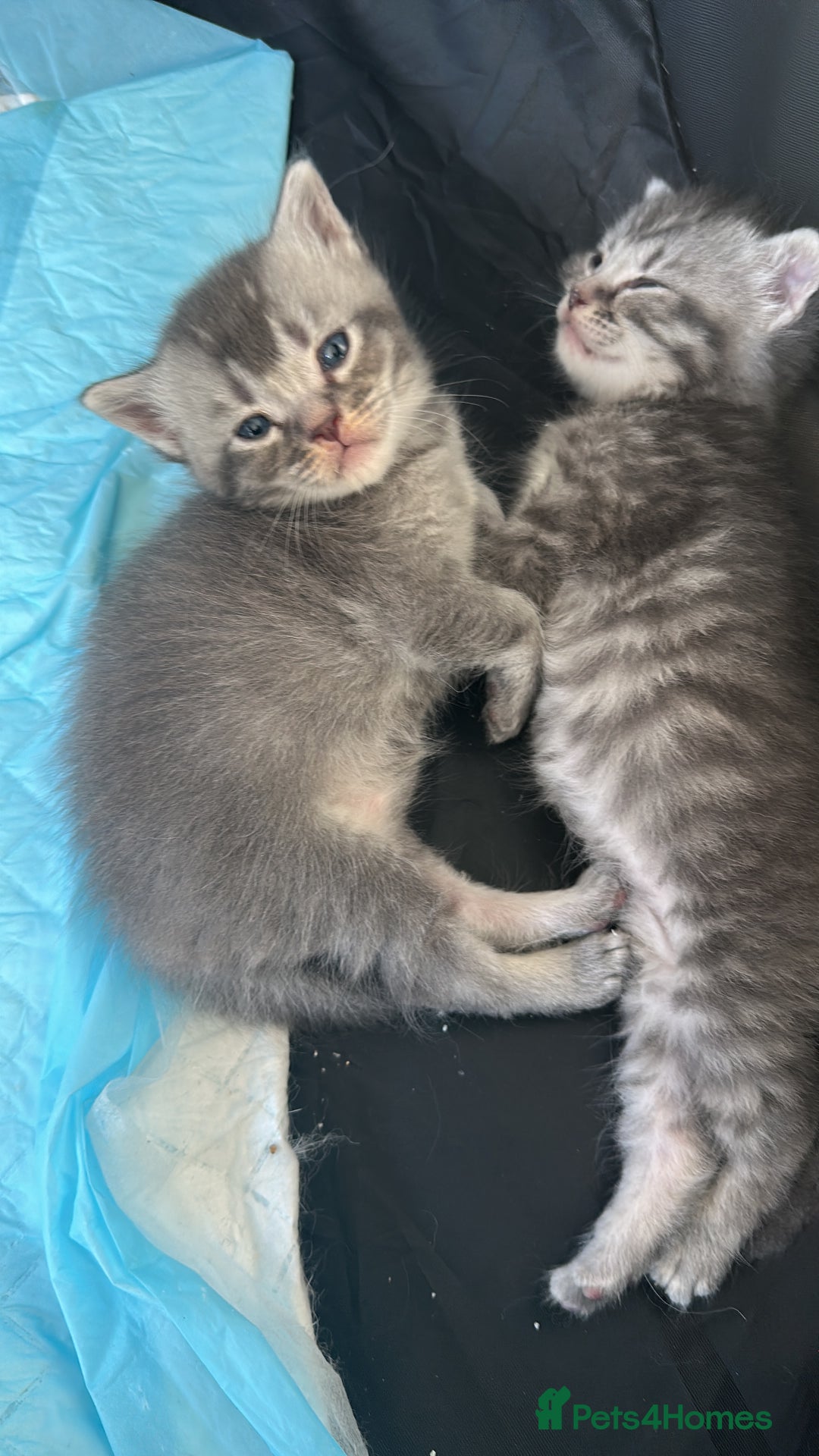 Mixed Breed cats for sale: Maine coon x Scottish fold kittens - Image 3