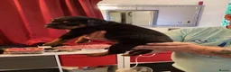 Rottweiler dogs for sale: READY TO GO 5th august - Advert 36