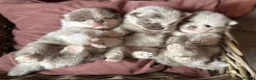Pomeranian dogs for sale: Lilac Merle Babies - Petite, Quality, Teddy Pups - Advert 1