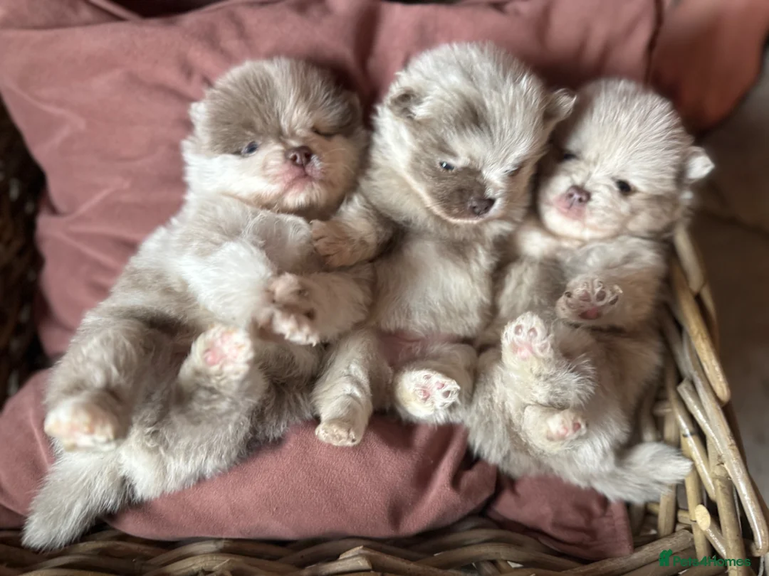 Pomeranian dogs for sale: Lilac Merle Babies - Petite, Quality, Teddy Pups - Advert 1