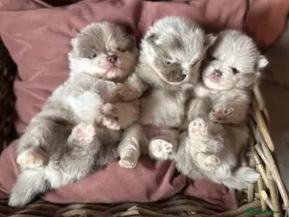 Pomeranian dogs for sale: Lilac Merle Babies - Petite, Quality, Teddy Pups - Advert 2