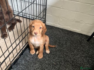 Cocker Spaniel dogs - Advert 11