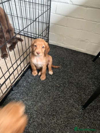 Cocker Spaniel dogs - Advert 11