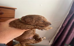 Cockapoo dogs for sale: Gorgeous F1b fox red cockapoo puppies  - Image 23