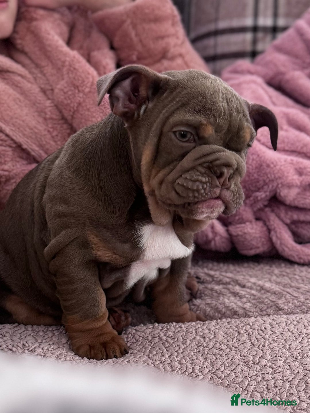 English Bulldog dogs for sale: Last little lady, English Bulldog  - Advert 24