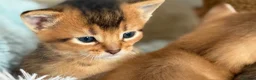Abyssinian cats for sale: TICA reg rarest colours Aby kittens boys and girls - Advert 20