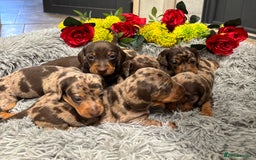 Miniature Dachshund dogs for sale: ❤️ Beautiful Dapple Miniature Dachshund babies ❤️ - Image 17
