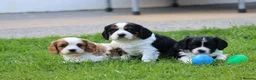 Cavachon dogs for sale: Beautiful Cavachon puppies for sale - Advert 33