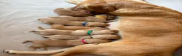 Labrador Retriever dogs for sale: Health Tested Champion Pedigree Pups - Advert 6