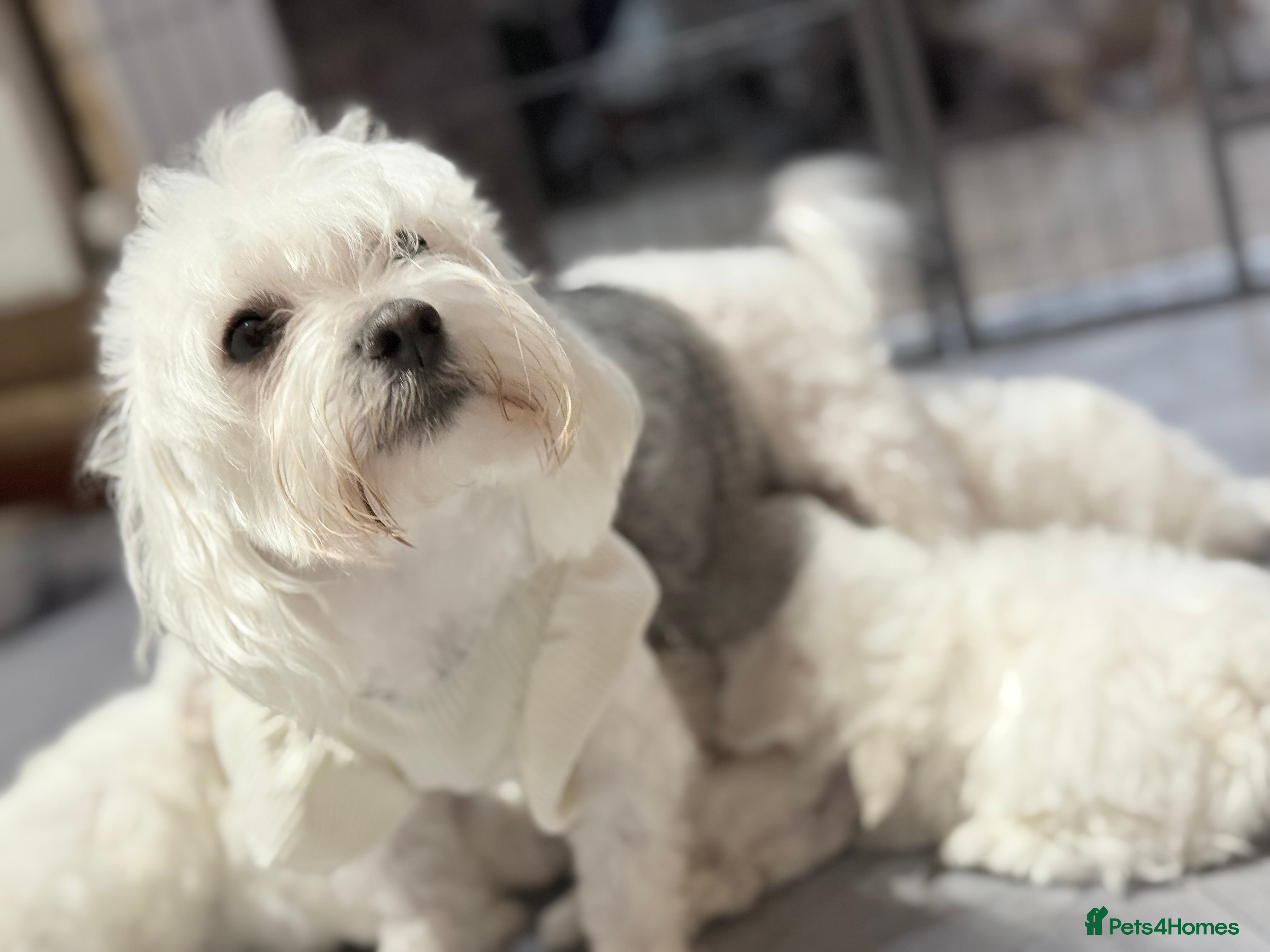 Maltese dogs Maltese puppies  - Advert 8