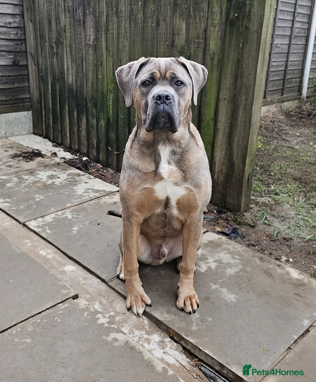 Cane Corso dogs for sale: URGENT RE-HOME Male Cane Corso  in Cradley Heath - Advert 5