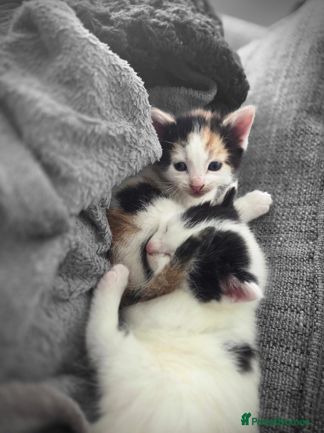 Mixed Breed cats for sale: 5 Fabulous kittens - Advert 18