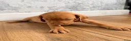 Hungarian Vizsla dogs for sale: Short haired Hungarian Viszla - Advert 16
