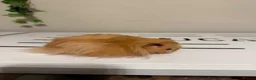 Hamster rodents for sale: Beautiful long haired tame hamsters in Gloucester - Advert 3