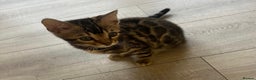 Bengal cats for sale: Pure Bengal Male Kitten, vet checked, ready now - Advert 1