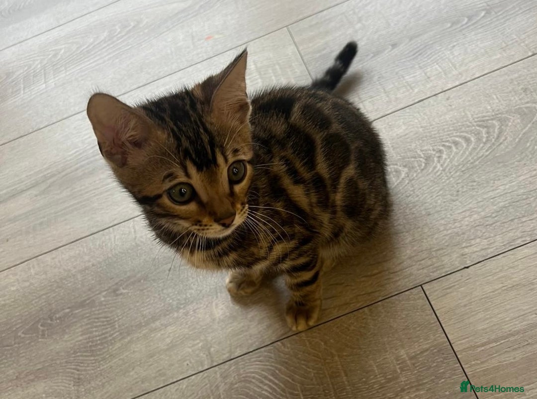 Bengal cats for sale: Pure Bengal Male Kitten, vet checked, ready now - Advert 1