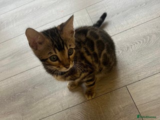 Bengal cats Pure Bengal Male Kitten, vet checked, ready now - Advert 1