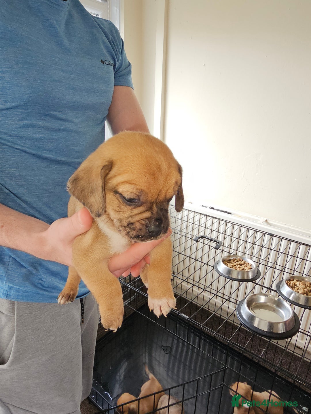 Mixed Breed dogs for sale: dachshund  x pug puppy's  - Image 7