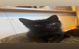 Mixed Breed cats for sale: 4 KITTENS  **  !! 🩷🩷 - Image 4