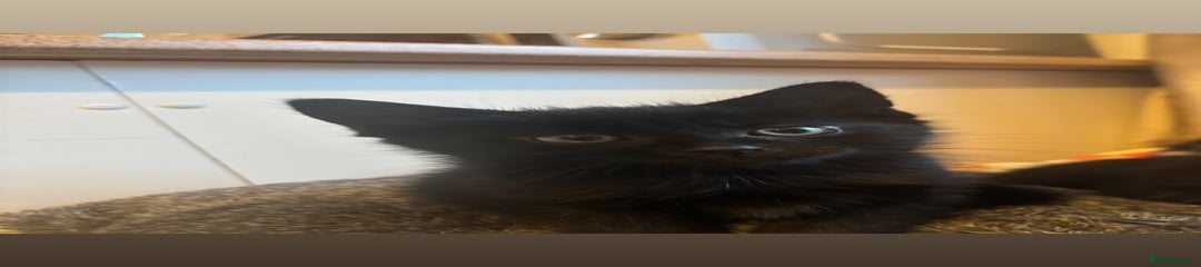 Mixed Breed Kitten 2