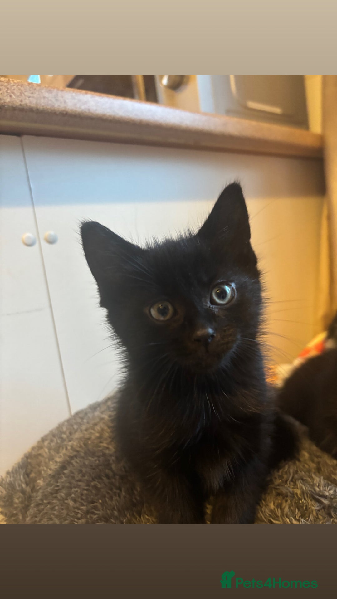 Mixed Breed cats for sale: 4 KITTENS  **  !! 🩷🩷 - Image 4