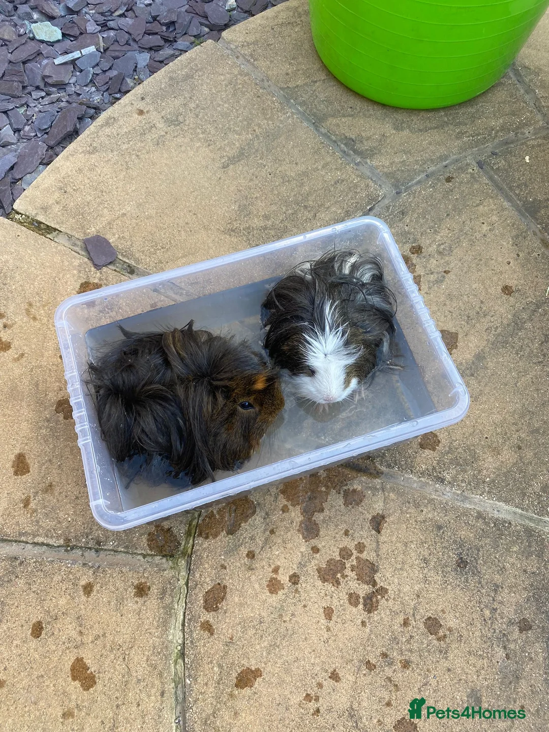 Guinea Pig rodents for sale: 2 guinea pigs  in Wallsend - Advert 2