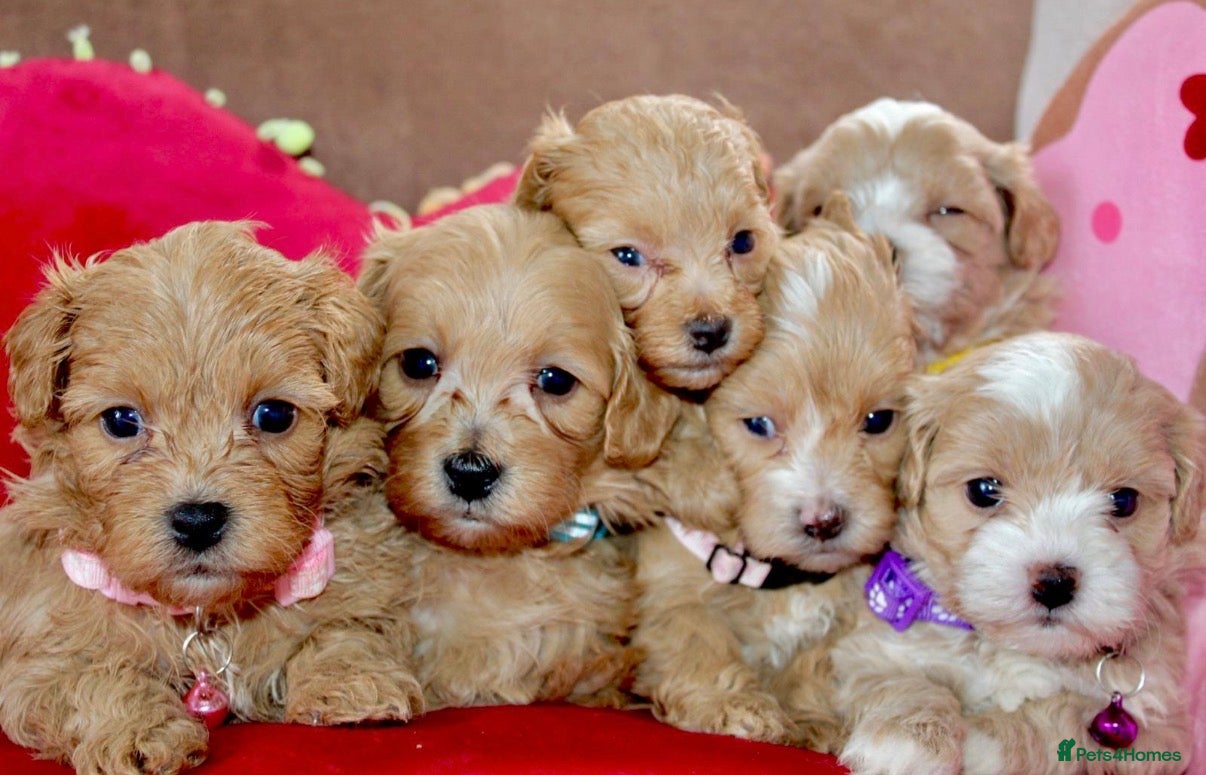 Maltipoo dogs ✨ Tiny Toy F1 Maltipoo pups ready soon ✨  - Advert 1