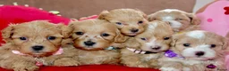 Maltipoo dogs for sale: ✨ Tiny Toy F1 Maltipoo pups ready soon ✨  - Advert 4