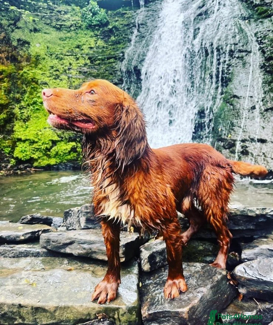 Cocker Spaniel dogs for stud: Handsome working cocker spaniel for stud!! - Advert 2