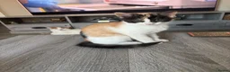 Mixed Breed cats for sale: Beautiful calico kitten READY NOW - Advert 5