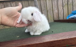 Mini Lop rabbits for sale: TOP QUALITY baby mini lops - Image 2