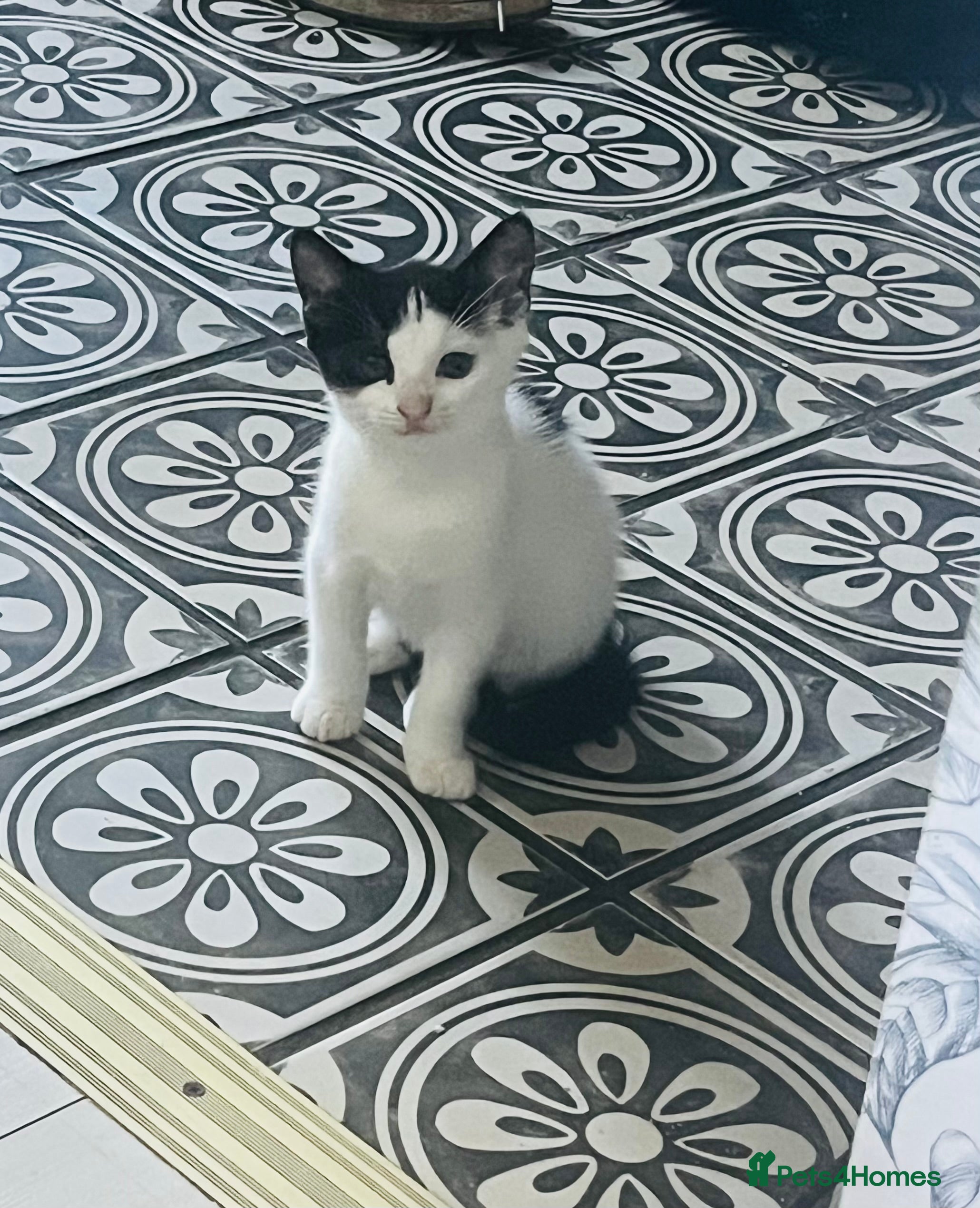 Mixed Breed cats beautiful kittens for sale - Advert 2