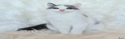 British Shorthair cats for sale: Gorgeous loving purr machines  - Advert 38