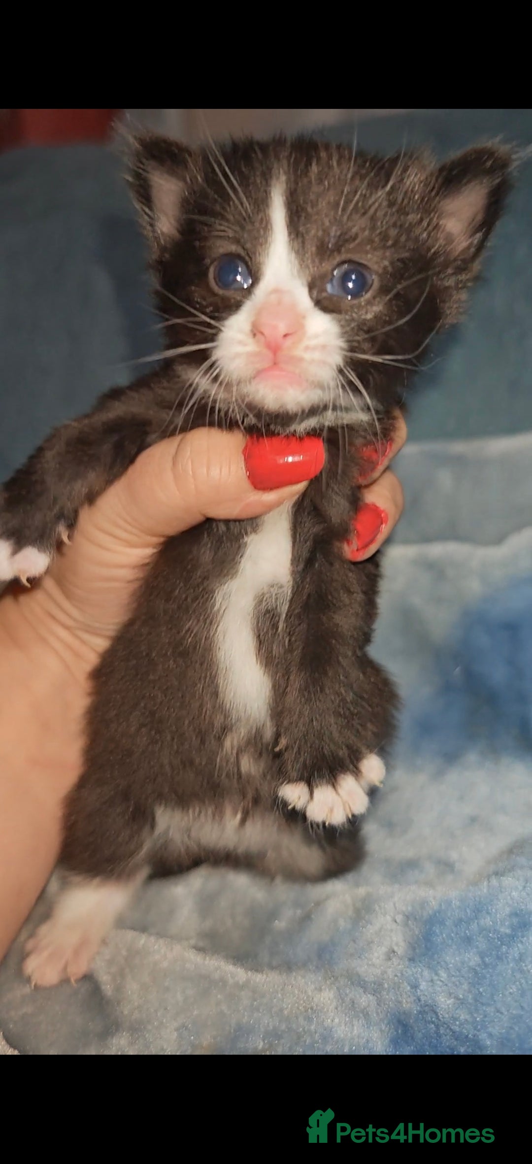 Mixed Breed cats for sale: Beautiful kittens  - Advert 18