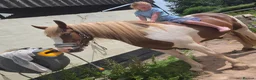 Paint horses for sale: ❤️ Goonie-cracking red and white cob gelding ❤️ in Tiverton - Advert 8