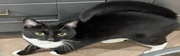 Domestic Shorthair cats for sale: Boris, a cutie in London - Advert 5