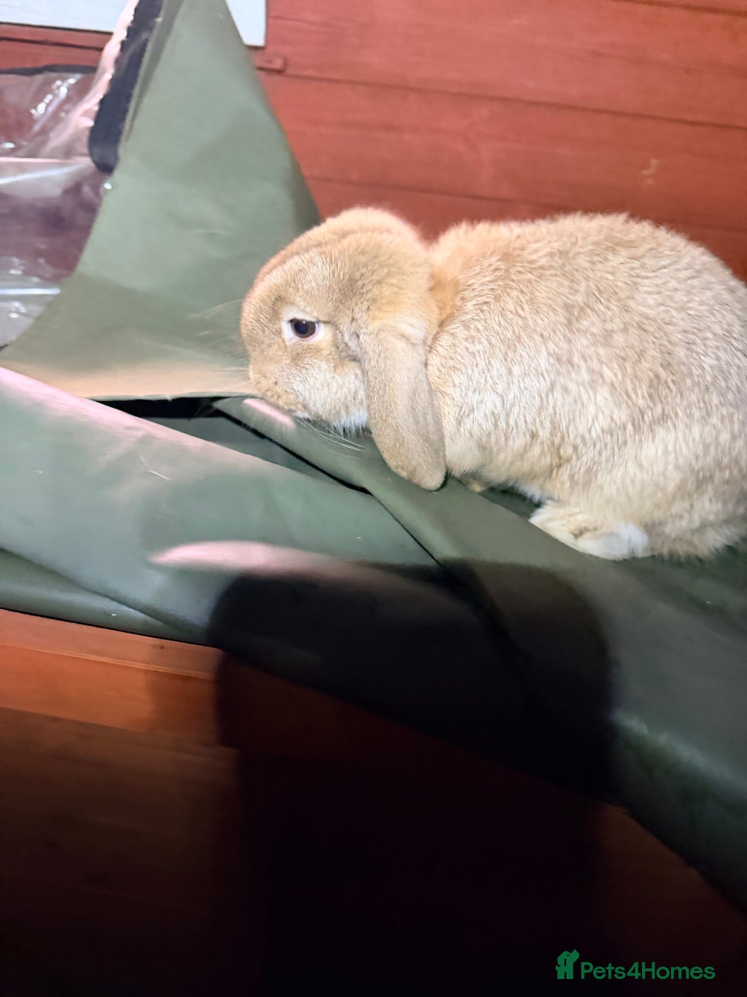 Mini Lop rabbits for sale: I am selling 4 bunnies  - Advert 1