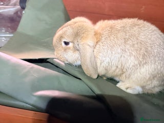 Mini Lop rabbits I am selling 4 bunnies - Advert 5