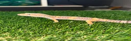Gecko reptiles for sale: Hypo leopard gekkos in Dukinfield - Advert 2