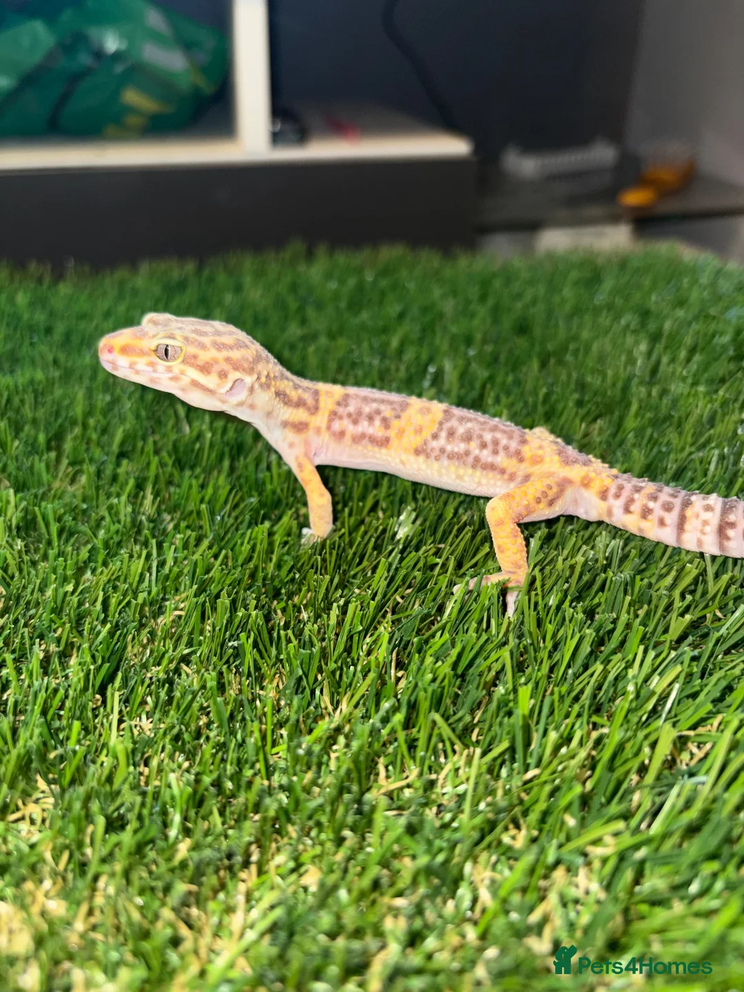 Gecko reptiles for sale: Hypo leopard gekkos in Dukinfield - Advert 2