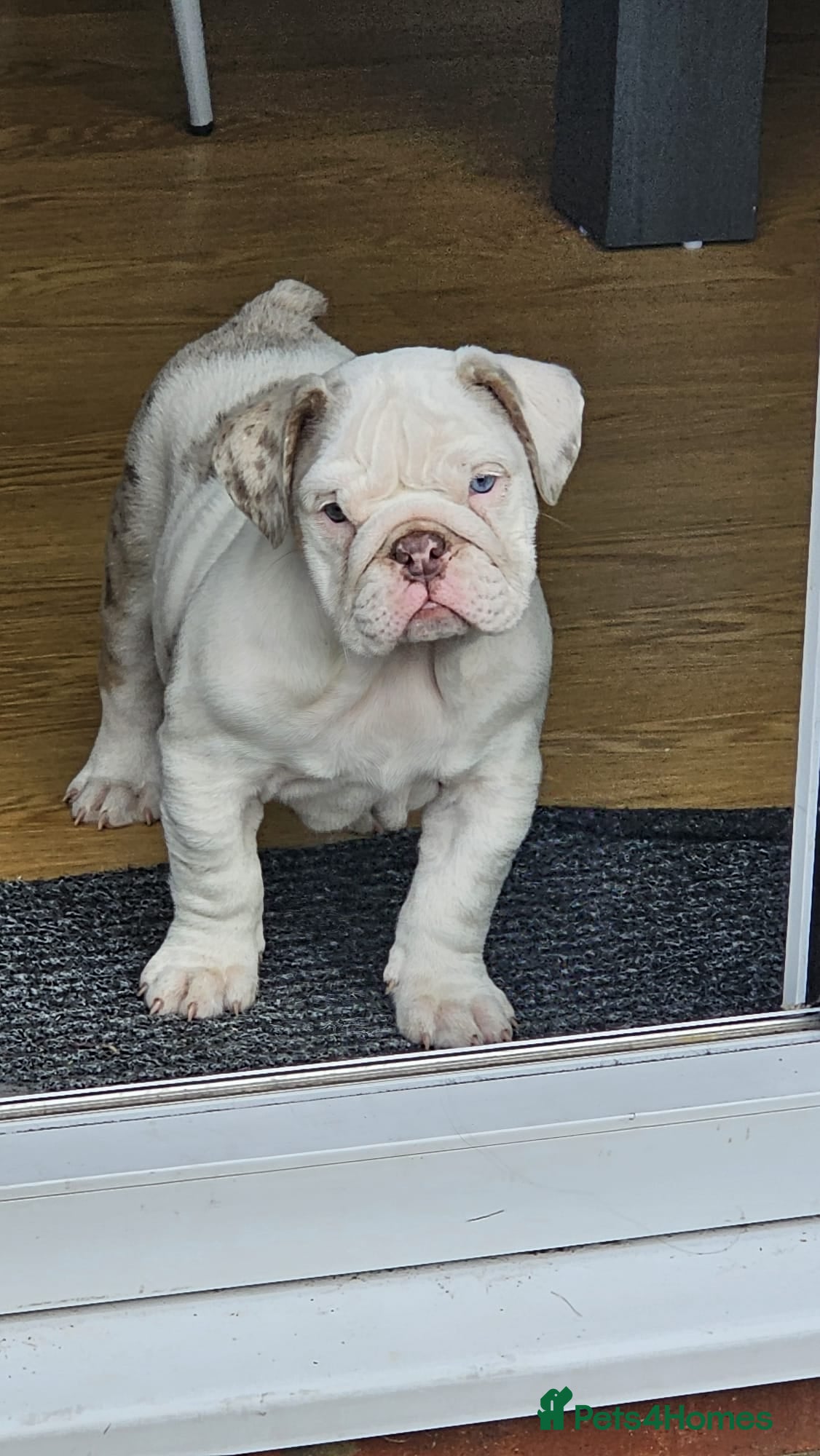 English Bulldog dogs ✨Last little lady English Bulldog - KC Reg✨ - Advert 2