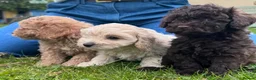 Cavapoo dogs for sale: F2 cavapoo boys  - Advert 3