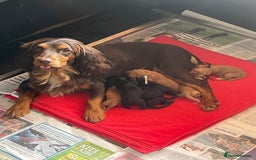 Cocker Spaniel dogs for sale: KC Reg Working Cocker Spaniel Pup - Image 6
