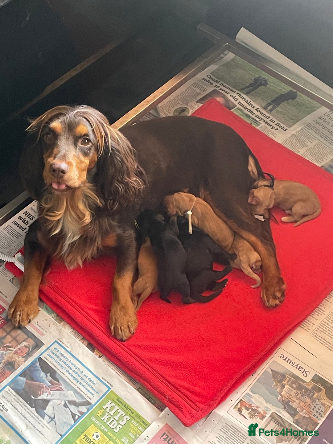 Cocker Spaniel dogs for sale: KC Reg Working Cocker Spaniel Pup - Image 6