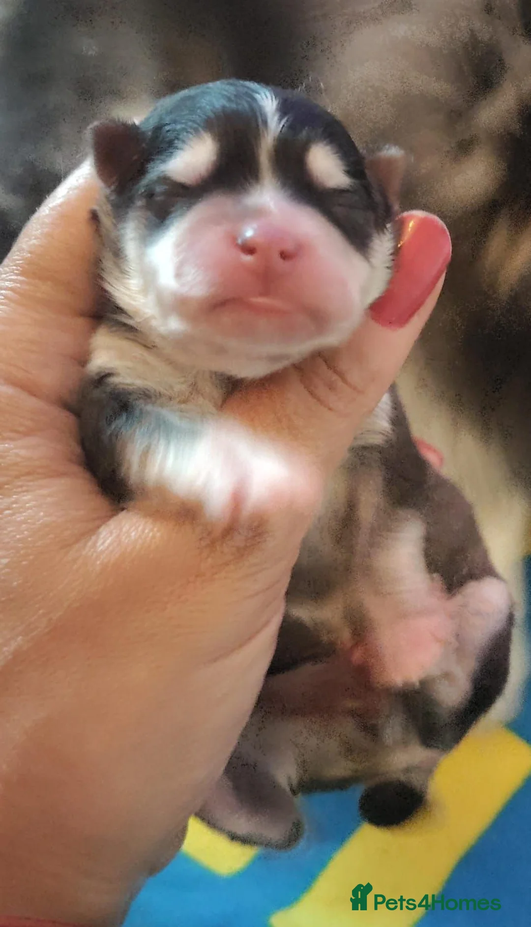 Pomsky dogs for sale: Pomsky Puppys For Sale - Advert 2
